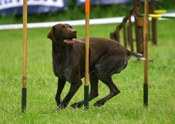 Zawody Agility 24.05.2008 Bydgoszcz PPA