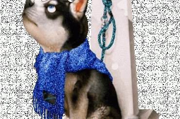 Pieski i kotki rózne. #PieskiIKotki