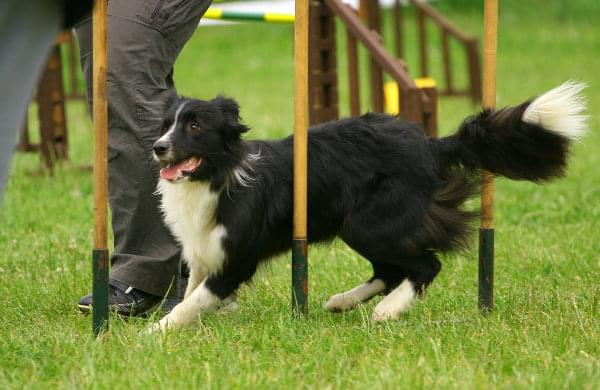 Zawody Agility 24.05.2008 Bydgoszcz PPA