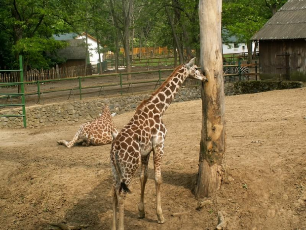 Węgry Nyiregyhaza Zoo #zoo #węgry #słon #zyrafa #małpy