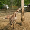 Węgry Nyiregyhaza Zoo #zoo #węgry #słon #zyrafa #małpy