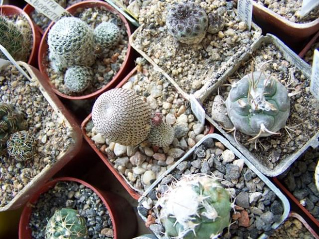 Rebutia heliosa