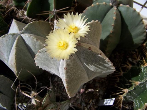 Astrophytum