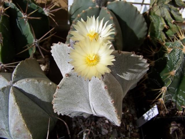 Astrophytum