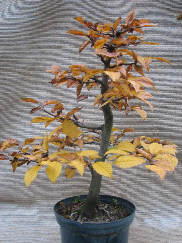 Carpinus betulus