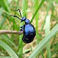 Oleica fioletowa - Meloe violaceus ; w wersji XXL . Data : 20.04.2008. Miejscowość : Piaski Wielkopolskie .