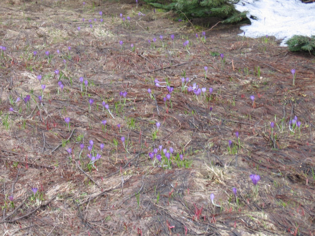 Krokusy ale jakieś mikre. #Góry #Tatry