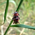 Cantharis sp. Data : 15.05.2008. Miejscowość : Piaski Wielkopolskie .