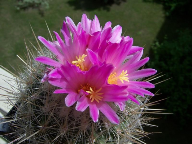 Thelocactus macdowelli