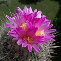 Thelocactus macdowelli