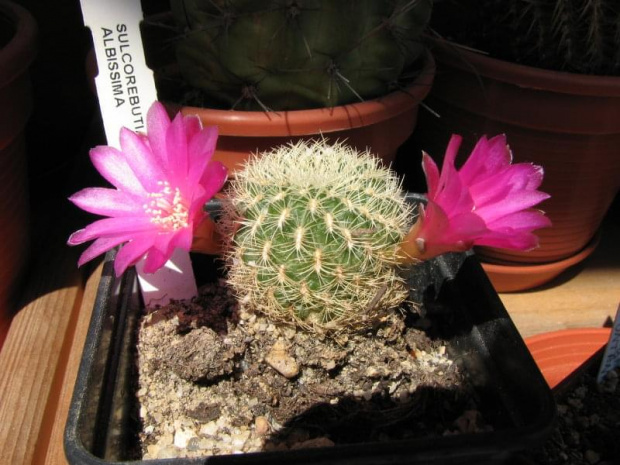 sulcorebutia alibissima