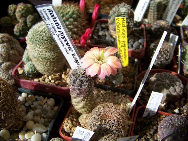 Rebutia pygmaea