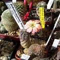 Rebutia pygmaea