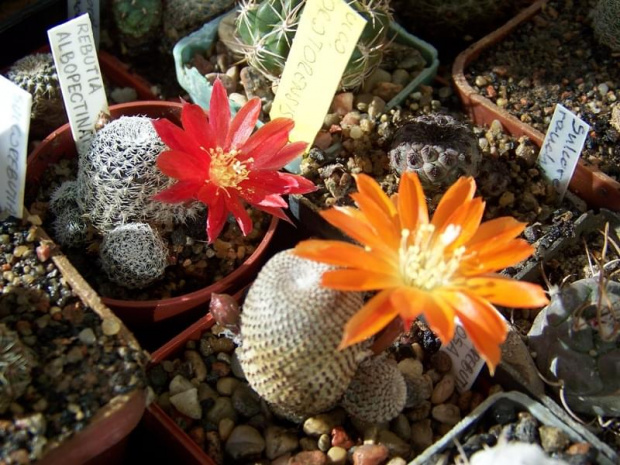 Rebutia albopectinata i Rebutia heliosa