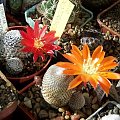 Rebutia albopectinata i Rebutia heliosa