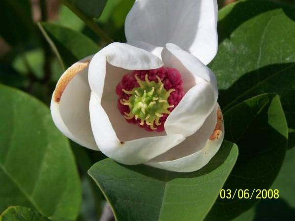 Magnolia sieboldi