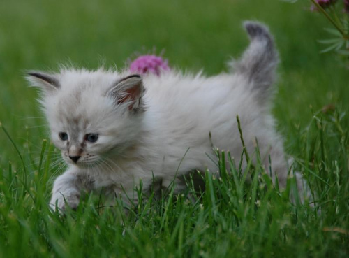 Koteczka syberyjska -szylkret niebieski pręgowany - ur.26.04.2008 w hodowli Marcowe Migdały #kociaki #kocięta #syberyjskie #MarcoweMigdały
