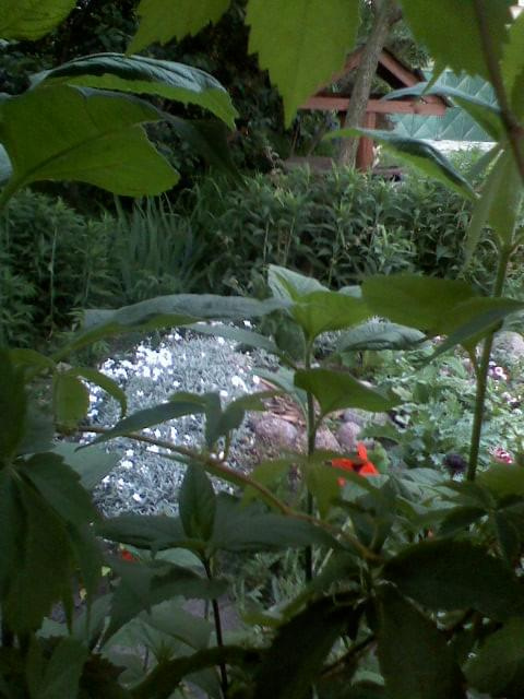 zakątki w moim ogrodzie #ogrody