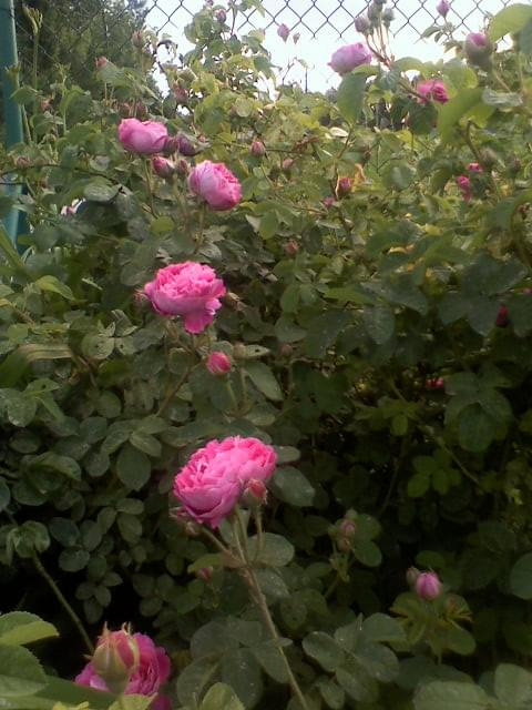 Roże #kwiaty