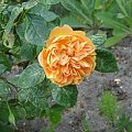 pomarańczowa różyczka #róża #kwiaty #ogród #PomarańczowaRóżyczka #kwiatek