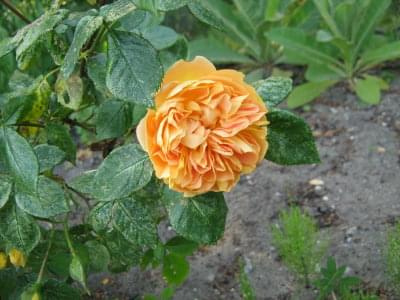 pomarańczowa różyczka #róża #kwiaty #ogród #PomarańczowaRóżyczka #kwiatek