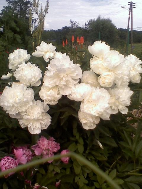 czerwcowe kwiaty #ogrody
