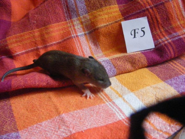 Piętnasta doba - Pipi