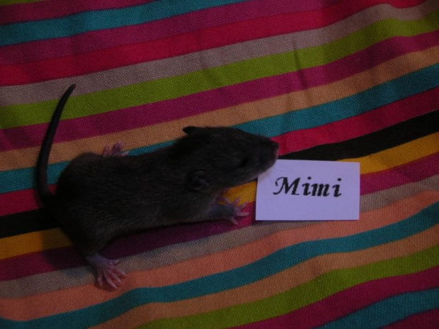 Szesnasta doba - Mimi