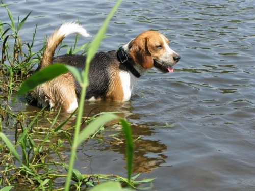 #beagle #psy