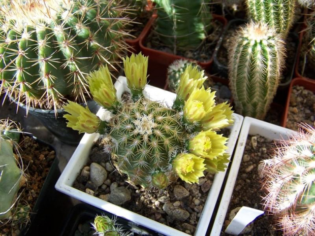 Echinocereus viridiflorus