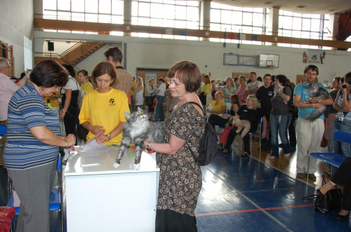 Wystawa Kotów Rasowych w Krakowie w niedzielę 08.06.2008
