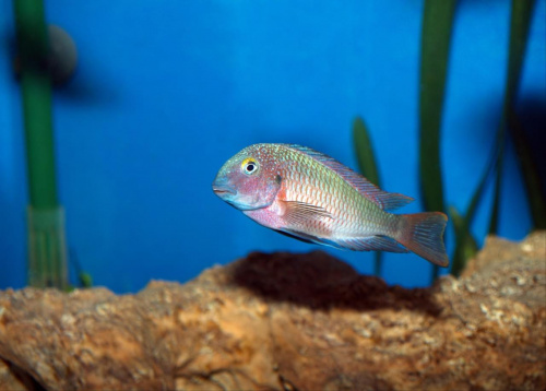 Tropheus Lufubu