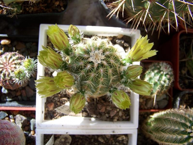 Echinocereus viridiflorus