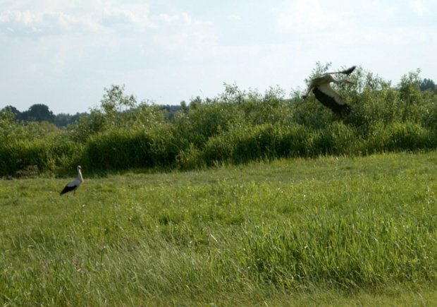 nad Biebrzą