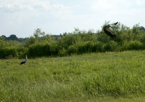 nad Biebrzą