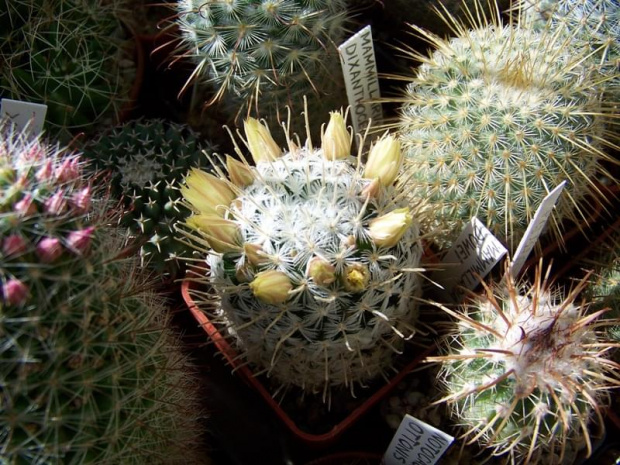 Mammillaria duweii