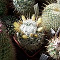 Mammillaria duweii