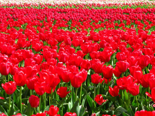 pola tulipanowe