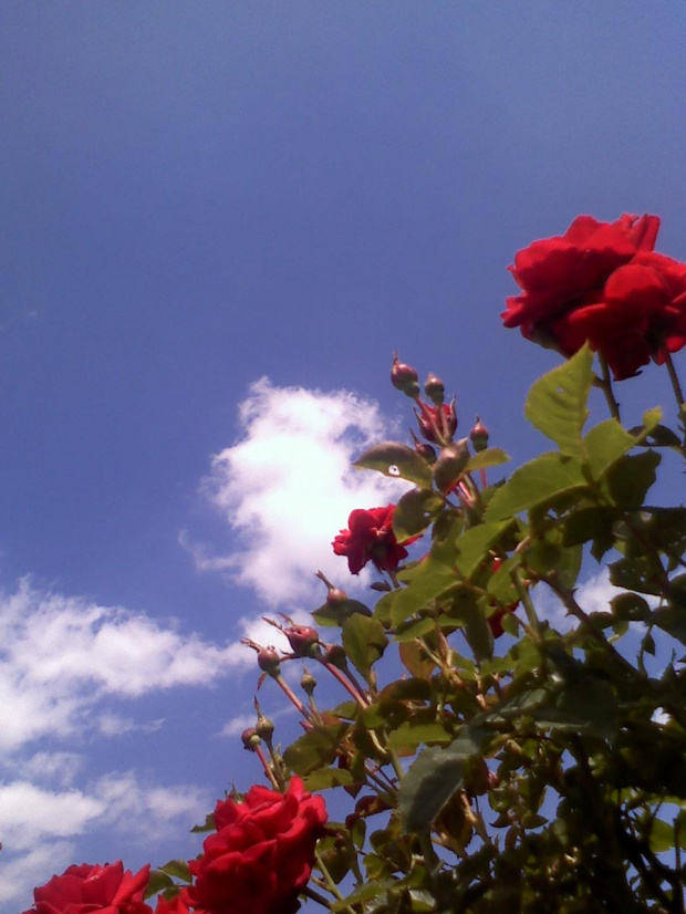Prawie do nieba..... #kwiaty
