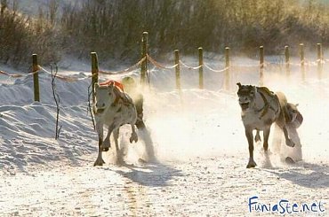 Co to za zwierzęta? :o #humor #dowcip #śmieszne #smieszne