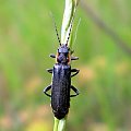 Omomiłek czarny - Cantharis obscura . Data : 24.05.2008. Miejscowość : Piaski Wielkopolskie .