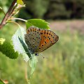 Czerwończyk uroczek - Lycaena tityrus . Data : 01.06.2008. Miejscowość : Piaski Wielkopolskie .