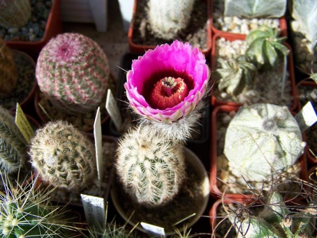 Echinocereus reichenbachii