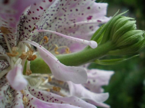 makro słupka kwiatka który zakwitł na wierzchołku naparstnicy