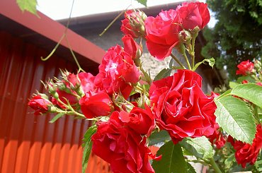 Piękne roże... #roże