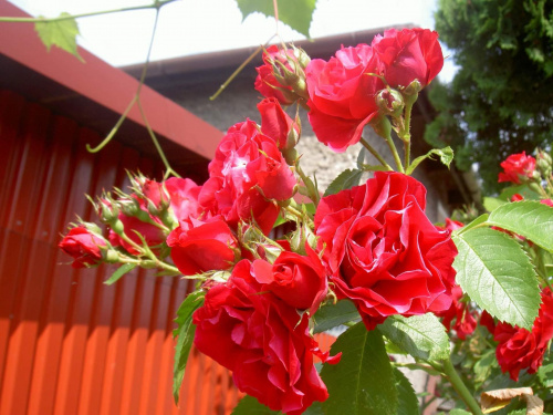 Piękne roże... #roże