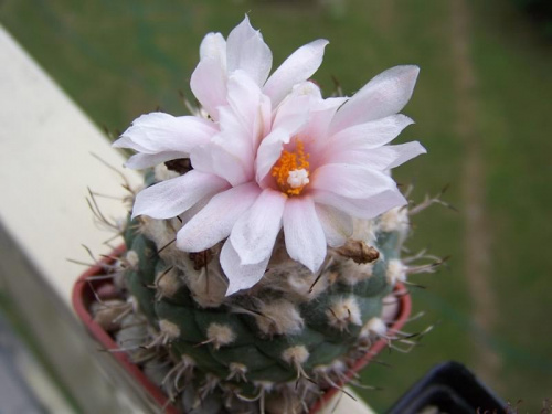 Turbinicarpus lophophoroides