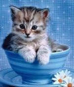 kotek w wazie #waza