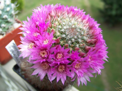 Mammillaria berkiana