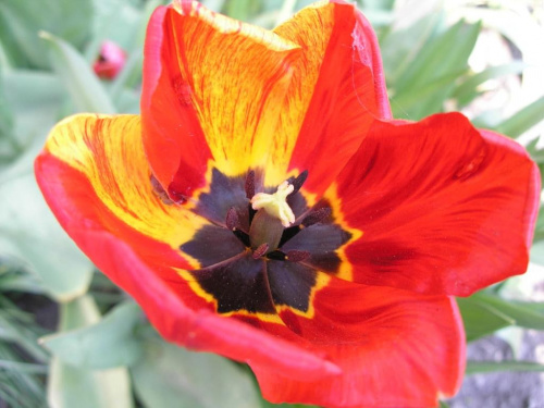 tulipan #kwiaty #ogród